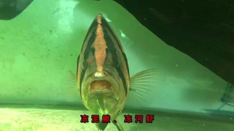 虎魚突然不吃泥鰍了：虎魚不吃泥鰍怎么辦 虎魚百科 第1張