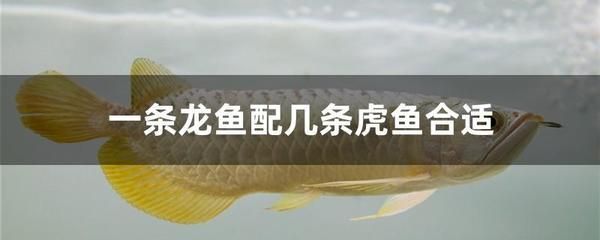 九條龍魚五條虎魚好養(yǎng)嗎