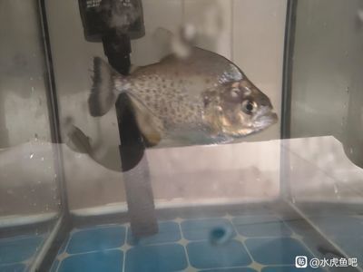 虎魚吧 百度貼吧官網(wǎng)：虎魚吧百度貼吧 虎魚百科 第3張