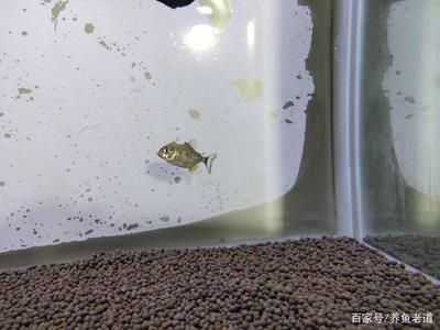 虎魚適應水一般要幾天：虎魚適應新環(huán)境一般要幾天 虎魚百科 第1張