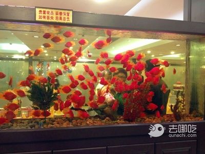 大廳魚缸應(yīng)該放在哪里：大廳魚缸的最佳擺放位置 魚缸百科 第4張