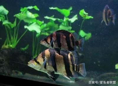 虎魚和虎魚打架嗎能吃嗎：虎魚和虎魚打架嗎