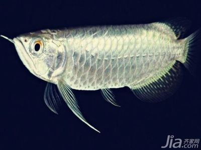 白色龍魚價(jià)格多少錢一條：白金龍魚價(jià)格 龍魚百科 第2張