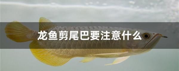 給龍魚做手術(shù)需要準備什么東西：給龍魚做手術(shù)需要準備什么