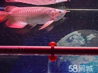 家庭養(yǎng)金龍魚還是紅龍魚：家庭飼養(yǎng)金龍魚還是紅龍魚 龍魚百科 第2張