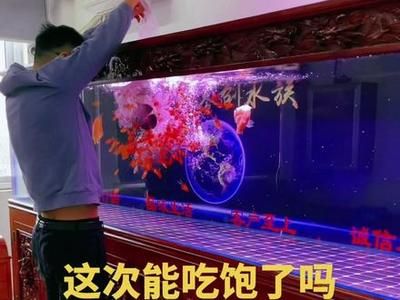 龍魚吃飽后臥在缸底會(huì)死嗎 龍魚百科 第3張