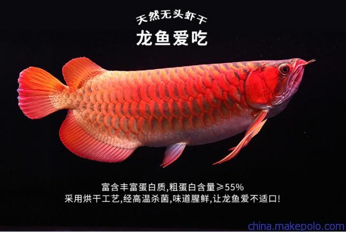 龍魚魚食殺菌：幾種常見的龍魚魚食殺菌方法