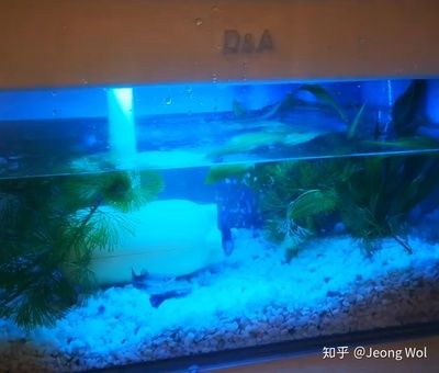 大魚(yú)缸怎么改小魚(yú)缸視頻：如何將大魚(yú)缸改造成小魚(yú)缸 魚(yú)缸百科 第1張