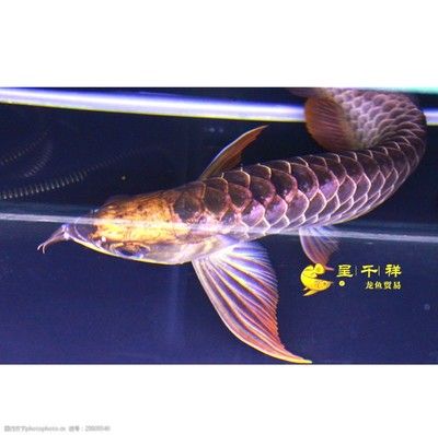 祥龍魚(yú)場(chǎng)品牌龍魚(yú)40年