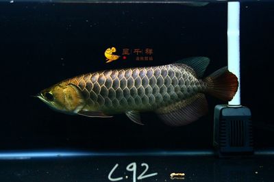 祥龍魚場(chǎng)品牌龍魚40年 龍魚百科 第2張