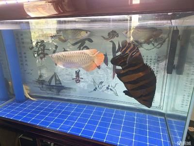 虎魚魚缸：虎魚的飼養(yǎng)方式 虎魚百科 第2張