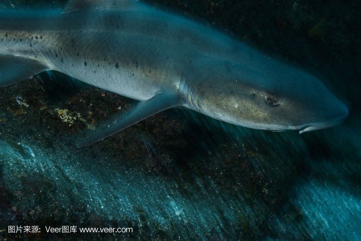 魟魚(yú)有牙齒嗎能吃嗎：魟魚(yú)是有牙齒的，但它們的牙齒與大多數(shù)魚(yú)類(lèi)不同 魟魚(yú)百科 第2張