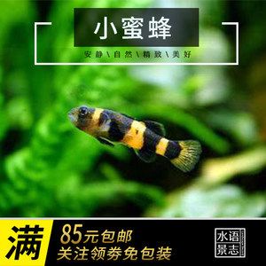 虎魚吃活食要怎樣除蟲：虎魚吃活食如何除蟲 虎魚百科