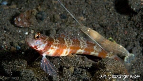 最大的蝦虎魚(yú)種類：最大的蝦虎魚(yú)種類是什么 虎魚(yú)百科 第3張