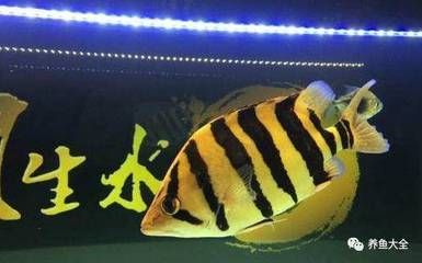 虎魚長(zhǎng)多大才不躲起來(lái)：虎魚的膽子和性格特點(diǎn)可能會(huì)對(duì)其是否躲藏產(chǎn)生影響 虎魚百科 第2張