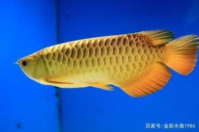 什么底色的金龍魚最好：什么顏色的金龍魚最好 龍魚百科 第1張