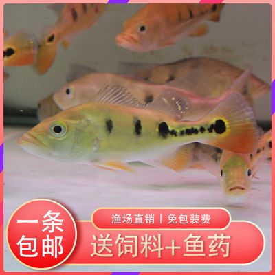 觀賞魚(yú)花老虎魚(yú)好養(yǎng)嗎：花老虎魚(yú)好養(yǎng)嗎