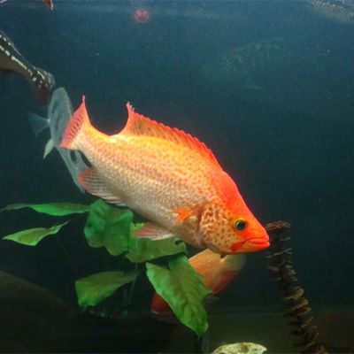 觀賞魚(yú)花老虎魚(yú)好養(yǎng)嗎：花老虎魚(yú)好養(yǎng)嗎