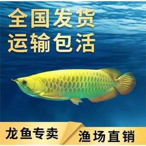 龍魚(yú)長(zhǎng)途運(yùn)輸?shù)郊倚枰⒁馐裁矗糊堲~(yú)長(zhǎng)途運(yùn)輸?shù)郊倚枰⒁馐裁矗? title=