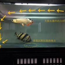 魟魚(yú)喜歡水流急還是緩？：為什么[需手動(dòng)填充]魚(yú)喜歡水流急還是緩？ 魟魚(yú)百科 第1張