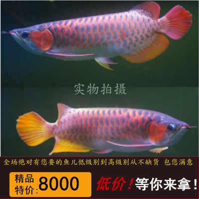 50cm紅龍魚市價(jià)：紅龍魚價(jià)格多少錢一條)紅龍魚價(jià)格及圖片欣賞