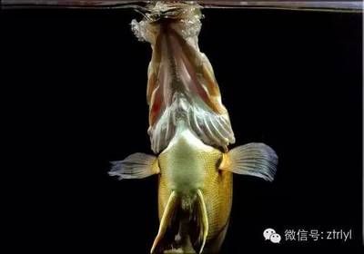 虎魚吃飼料長不大嗎：虎魚吃飼料會導(dǎo)致長不大嗎 虎魚百科 第2張