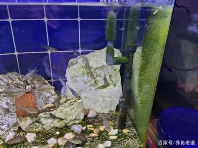 除魚缸褐藻的最好辦法視頻：如何去除魚缸褐藻 魚缸百科 第2張