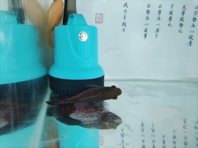 魟魚濾材怎么洗：養(yǎng)魟魚時濾材怎么洗[需手動填充]魚濾材怎么洗[需手動填充]魚濾材怎么洗 魟魚百科 第1張