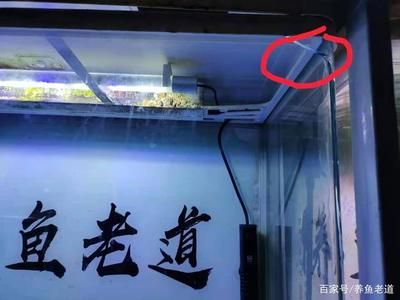 玻璃魚缸會自己爆裂嗎 魚缸百科 第2張