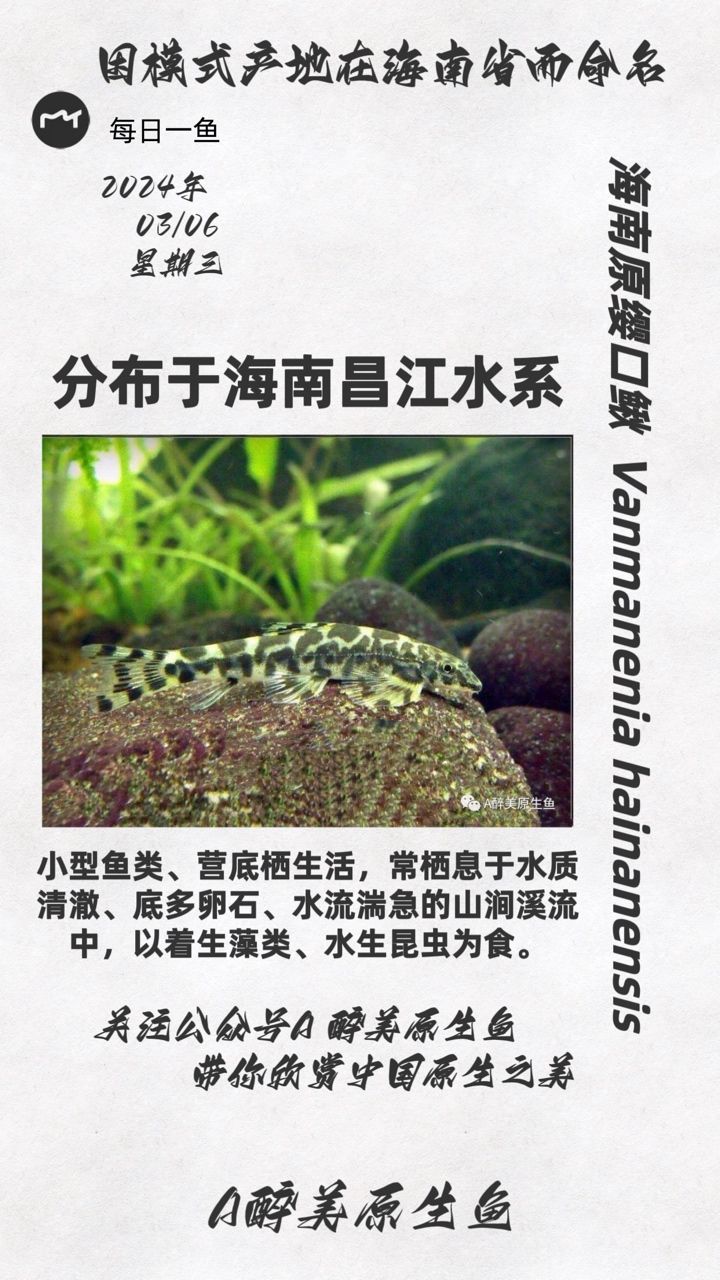 海南原纓口鰍：分布在海南昌化江 觀賞魚論壇