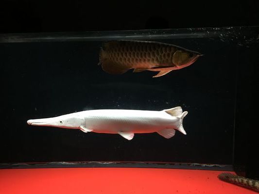 白化火箭魚需要多大魚缸：白化火箭魚的最小水族箱尺寸為250升的水族箱尺寸為250升