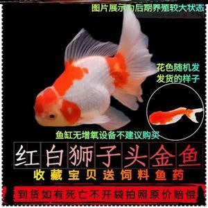 草魚能養(yǎng)在魚缸嗎：在魚缸中養(yǎng)草魚需要注意以下幾點，不適合在魚缸中養(yǎng)