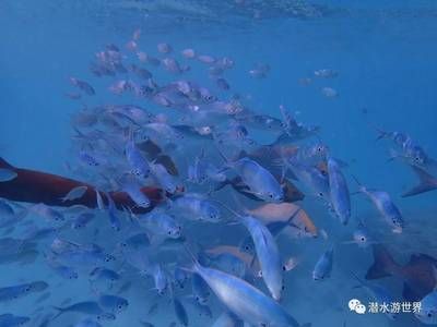 魟魚在水面上游什么意思?。呼勽~在水面上游什么意思 魟魚百科 第3張