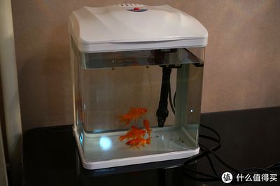 森森的水族箱怎么樣：森森水族箱怎么樣 森森魚(yú)缸