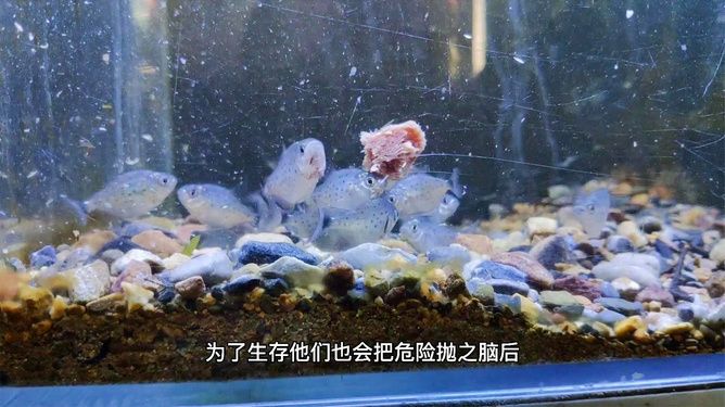 虎魚不吃食物：虎魚不吃食物可能由多種因素引起，以下可能是一些可能的原因 虎魚百科 第3張