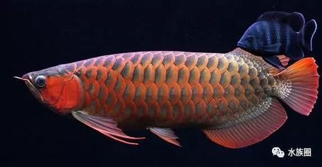 龍魚(yú)掉眼了怎么辦？如何解決問(wèn)題：如何解決龍魚(yú)掉眼問(wèn)題