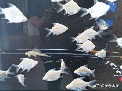 魟魚(yú)最低溫度能活多久啊視頻教學(xué)：魟魚(yú)最低溫度能活多久 魟魚(yú)百科 第1張