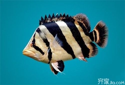 虎魚不黃發(fā)白：虎魚發(fā)白可能是由于多種原因引起的， 虎魚百科 第2張