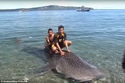 印尼虎魚屬于什么科：印尼虎魚在水族領(lǐng)域中受到一定的關(guān)注，不僅因外觀特點 虎魚百科 第1張