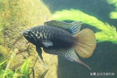 冬天魚缸能養(yǎng)水草嗎：冬天魚缸是否能養(yǎng)水草主要取決于以下幾個因素 魚缸百科 第4張