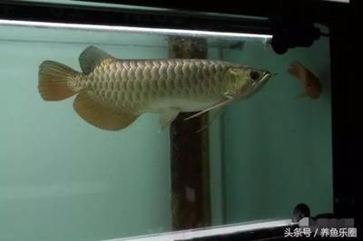 龍魚喂什么魚好看：適合與龍魚混養(yǎng)的幾種觀賞魚類