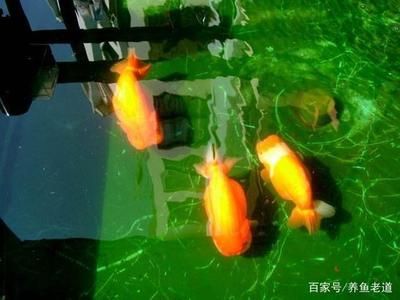 慈鯛魚魚缸造景方法視頻：三湖慈鯛魚缸造景 魚缸百科 第4張