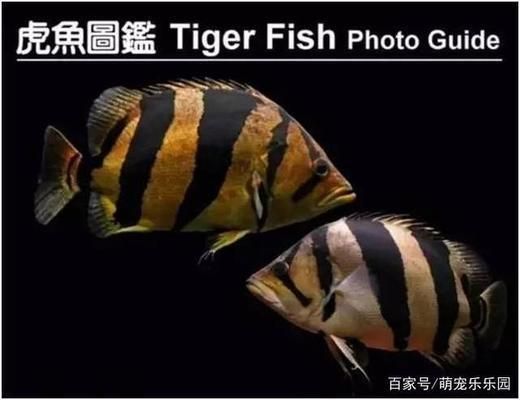 泰虎魚怎么養(yǎng)殖方法和技巧圖片：泰虎魚怎么養(yǎng)殖方法和技巧 虎魚百科 第2張