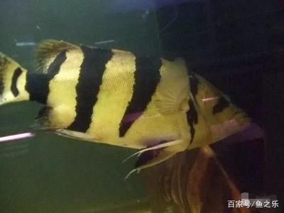 虎魚的眼睛：虎魚的眼睛健康和顏色變化是養(yǎng)魚過程中需要注意的重要方面