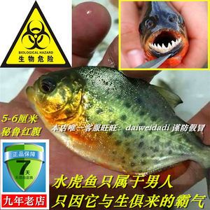 虎魚危險嗎：世界上最危險的魚類之一，能攻擊人類和鱷魚身上的肉 虎魚百科 第2張