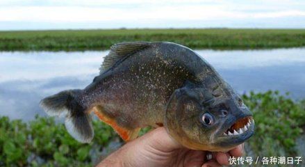 虎魚水位多少高合適：虎魚對(duì)水位的要求并沒有一個(gè)確切的數(shù)值，虎魚水位多少高合適 虎魚百科 第1張