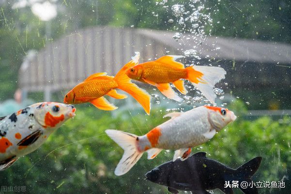 大魚缸養(yǎng)錦鯉魚多長(zhǎng)時(shí)間換水最好：大魚缸養(yǎng)錦鯉的換水頻率和方法 魚缸百科 第1張