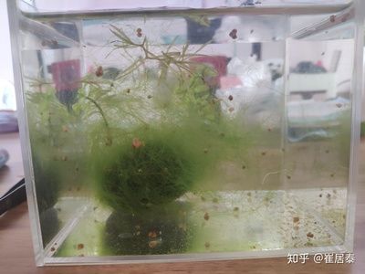 玻璃膠能粘魚缸么視頻：如何選擇合適的玻璃膠來粘魚缸