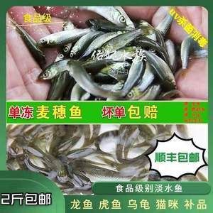 虎魚吃不吃飼料蟲：虎魚通常不會吃飼料蟲，而是偏好鮮活的餌料 虎魚百科 第1張