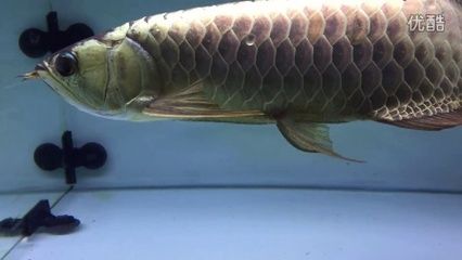 龍魚吞了魟魚刺怎么辦：龍魚吃了魟魚刺怎么辦